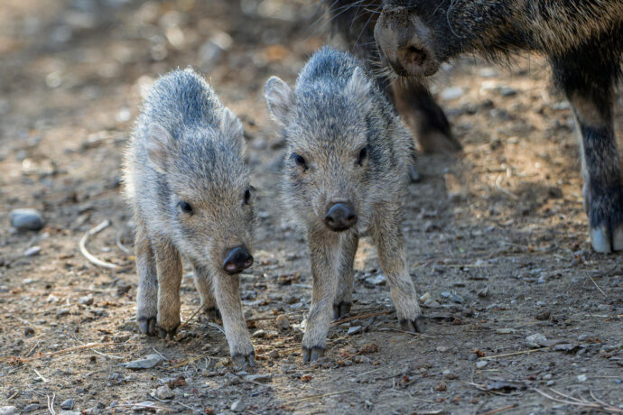 Pekari Wagnerovy nejčastěji lidé zahlédnou ve výběhu v expozičním celku Pláně, jak se vyhřívají ve slunečních paprscích. Foto Petr Hamerník, Zoo Praha
