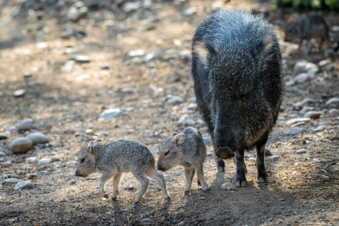 Jako ostatní mláďata i malí pekariové Wagnerovi tráví nejvíce času pitím mléka, spánkem a také se učí chování ve stádě. Foto: ©Petr Hamerník, Zoo Praha