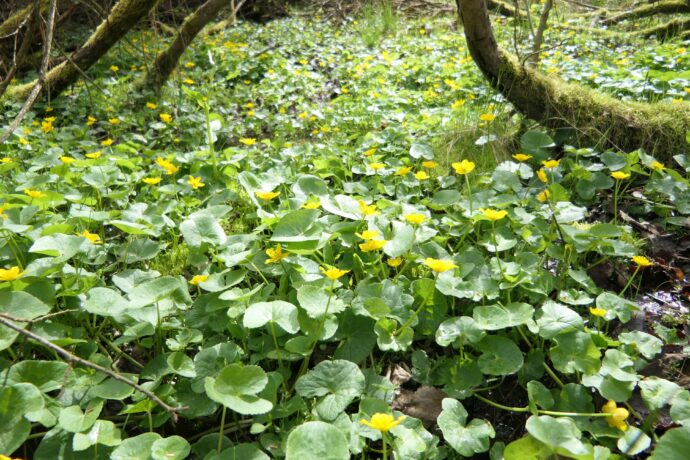 Na Skřivánku. Foto © ČSOP