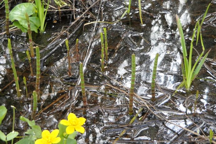 Místo pro přírodu Na Skřivánku o 2,7 hektaru větší