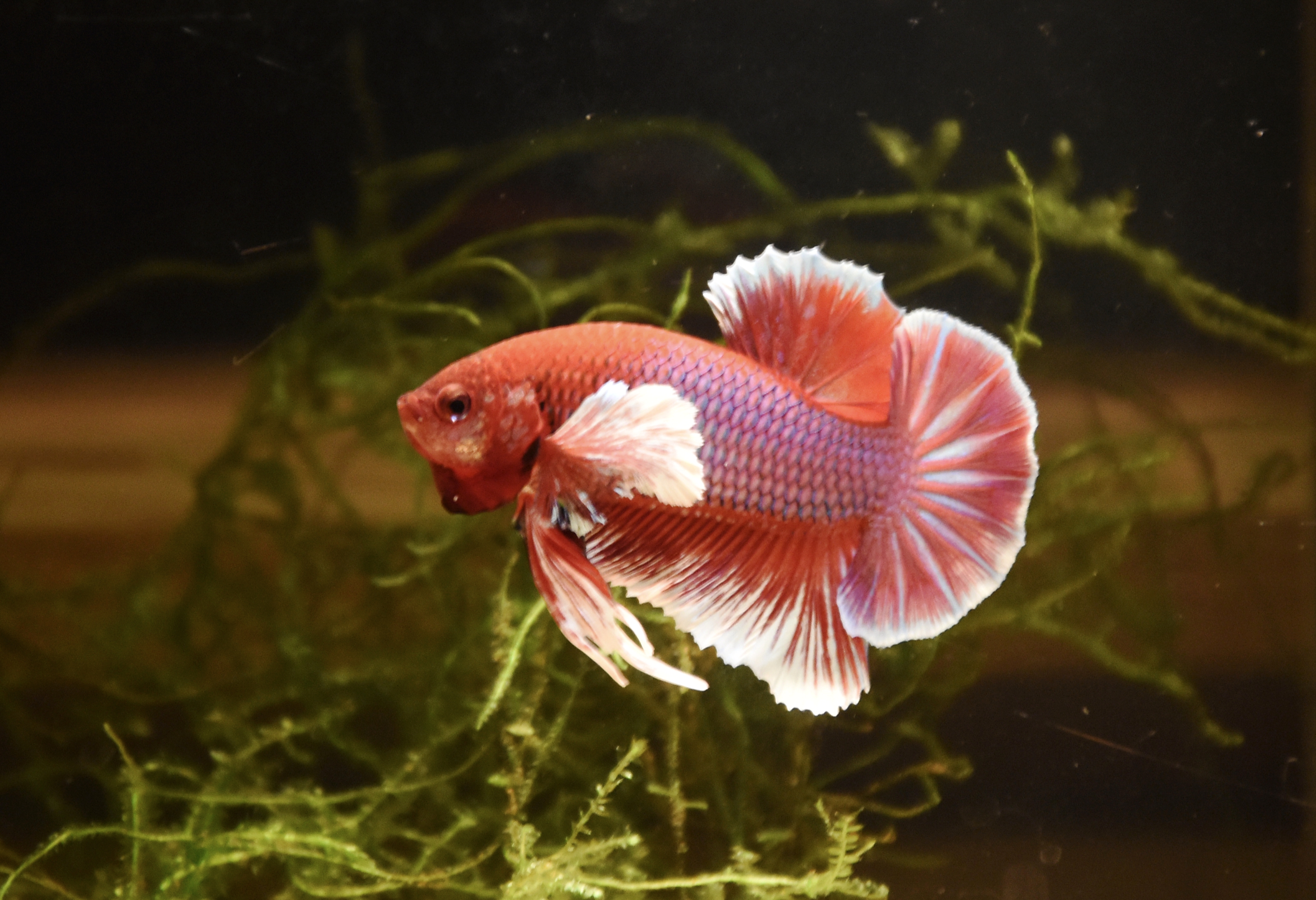 Výchova bojovnice pestré (nejen v Čechách)