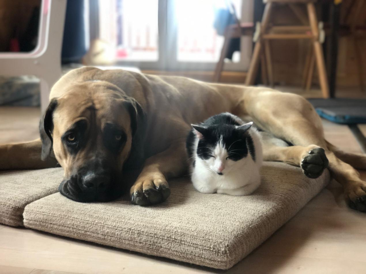 Pes nebo kočka? Vážně i nevážně pro nerozhodné budoucí majitele domácích mazlíčků