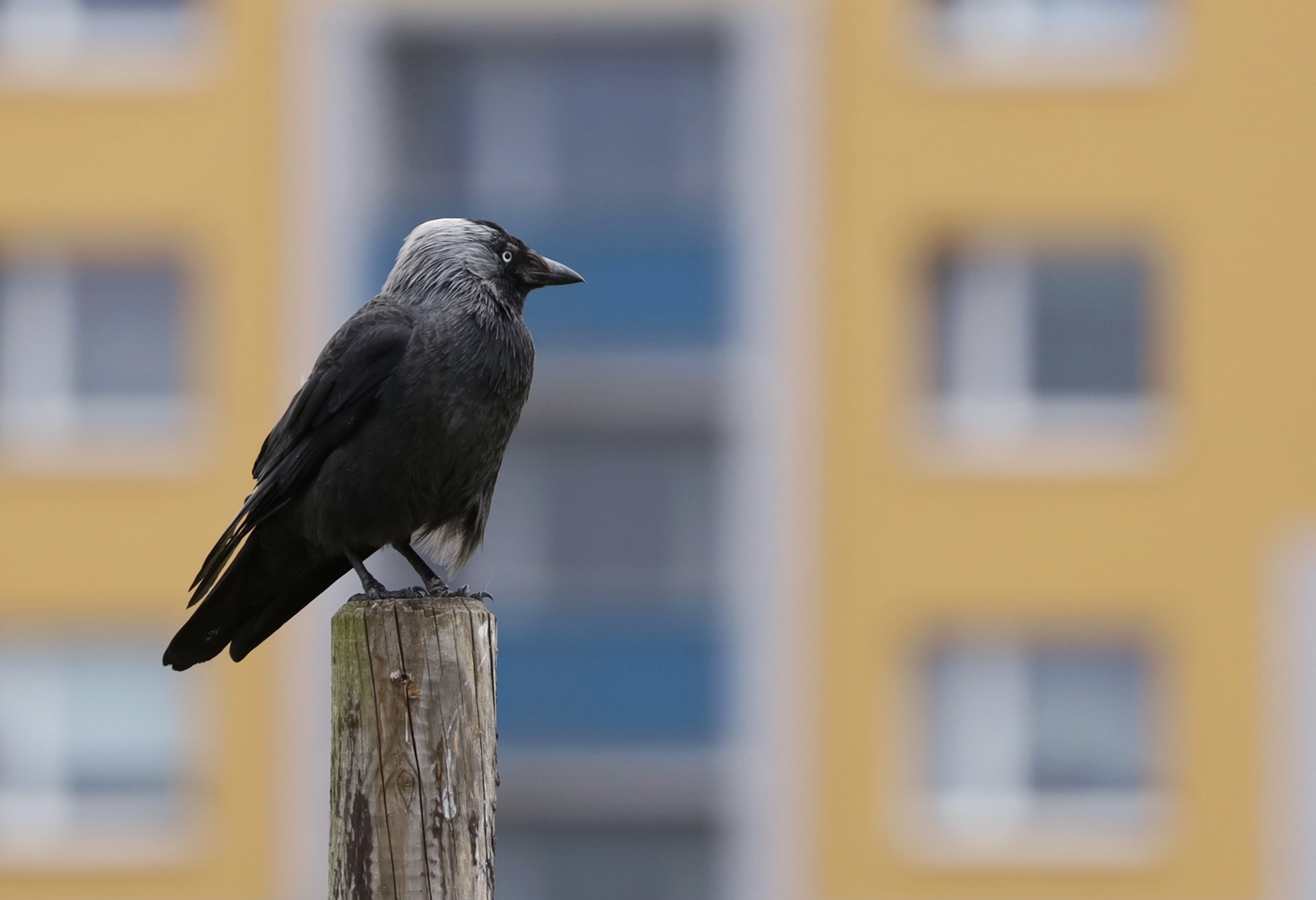 Když město zpívá: Ptáci mezi námi