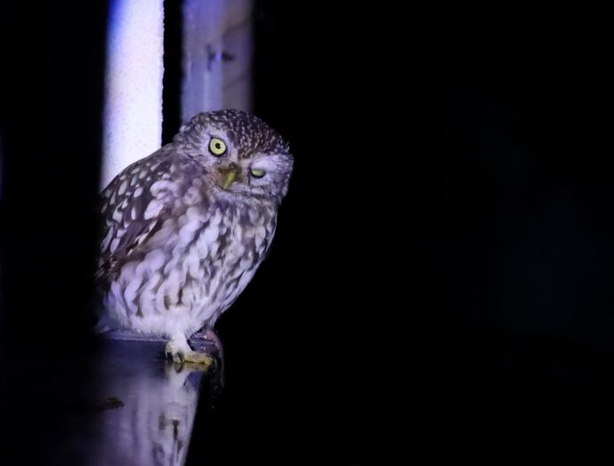Sýček obecný (Athene noctua) Foto © se svolením Monika Pomahačová
