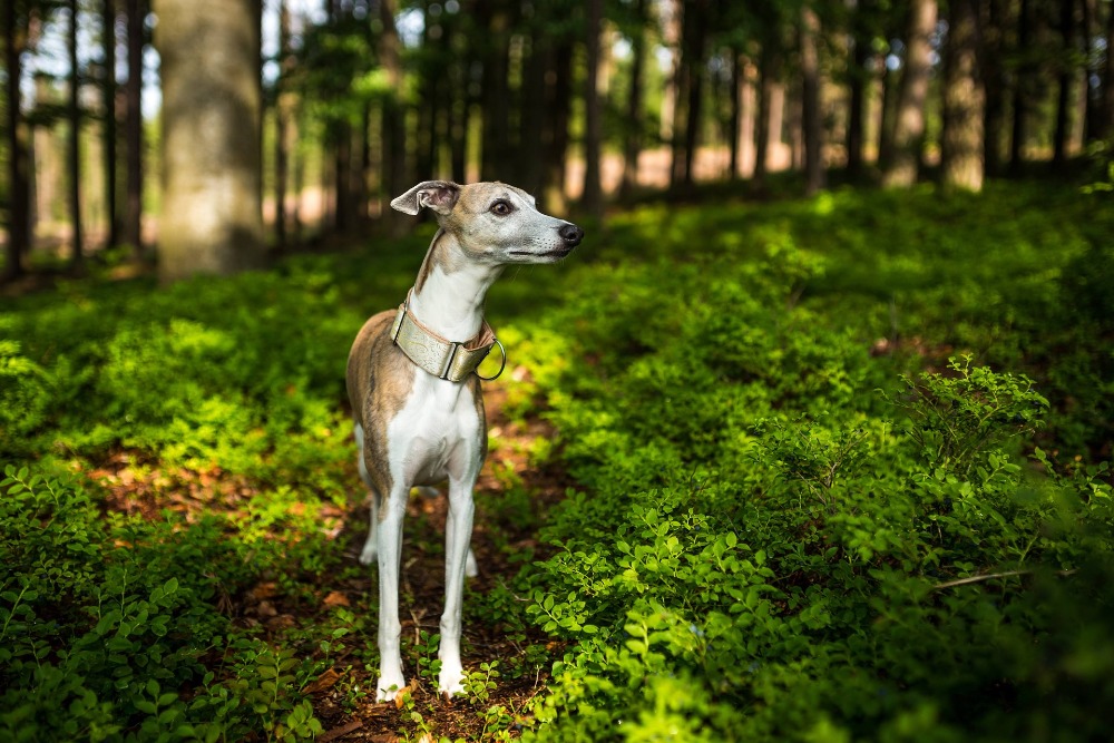 Geopark Vysočina, Foto: © Vysočina Turism
