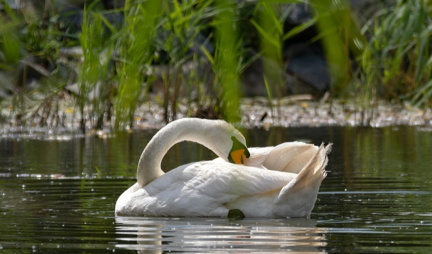 Foto: © Český svaz ochránců přírody