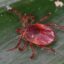 Ixodidae_Hardbacked_Tick_2023_09_04_iNat_181908421. Foto: ©Alandmanson. Creative Commons CC-BY-4.0