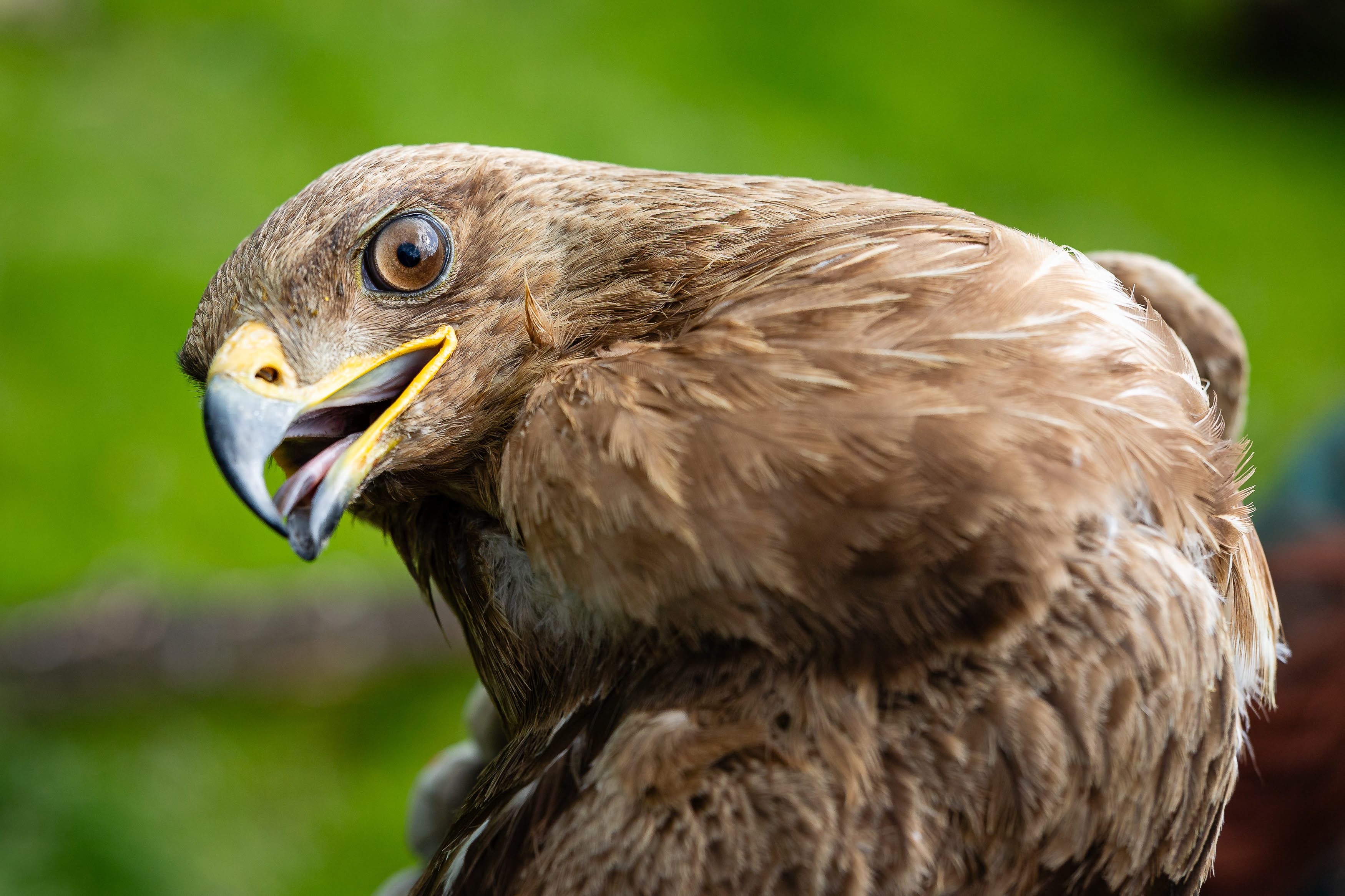 Foto: © Český svaz ochránců přírody