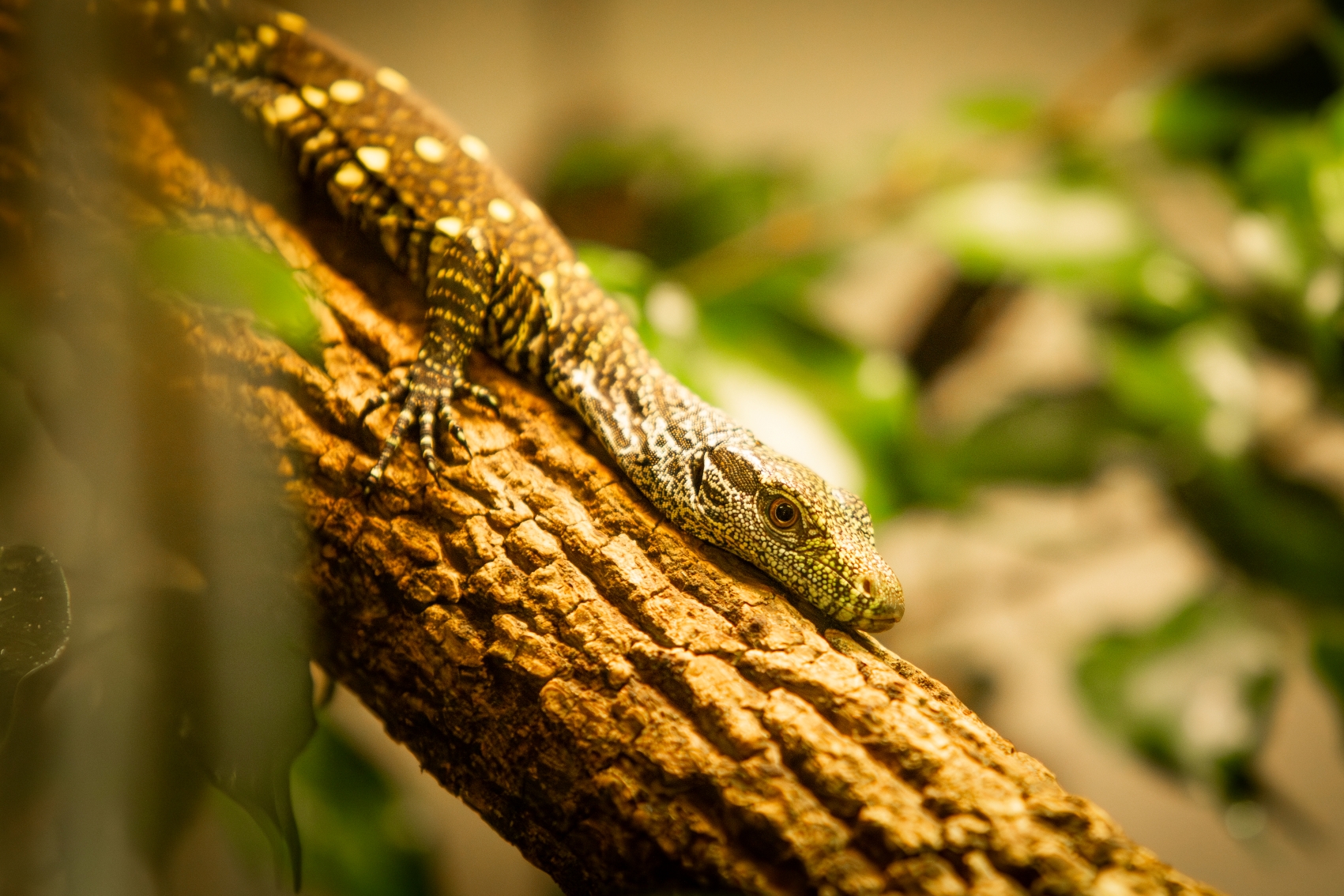 Mládě varana papuánského, Foto: © M. Vlčková