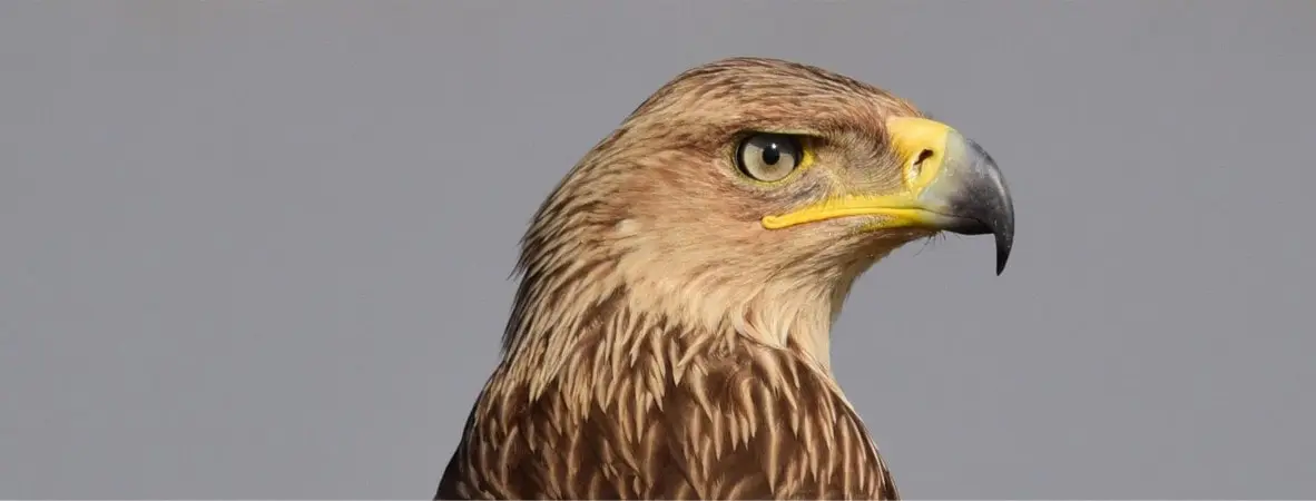 Orel, Foto: © jezisekproprirodu.cz